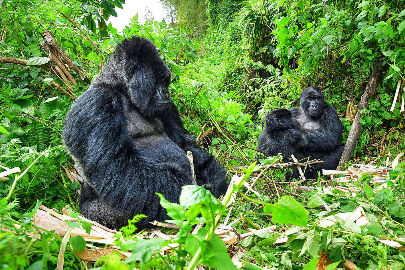 Uganda & Rwanda - Africa Safari Experts